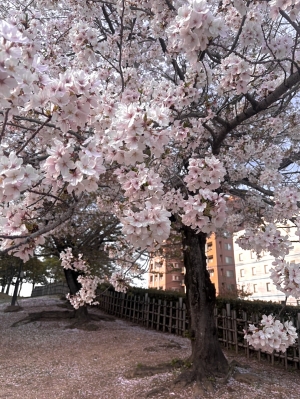 東広島のデリヘル ひめごと 東広島店（ペリドットグループ）の写メ日記　お花見🌸画像